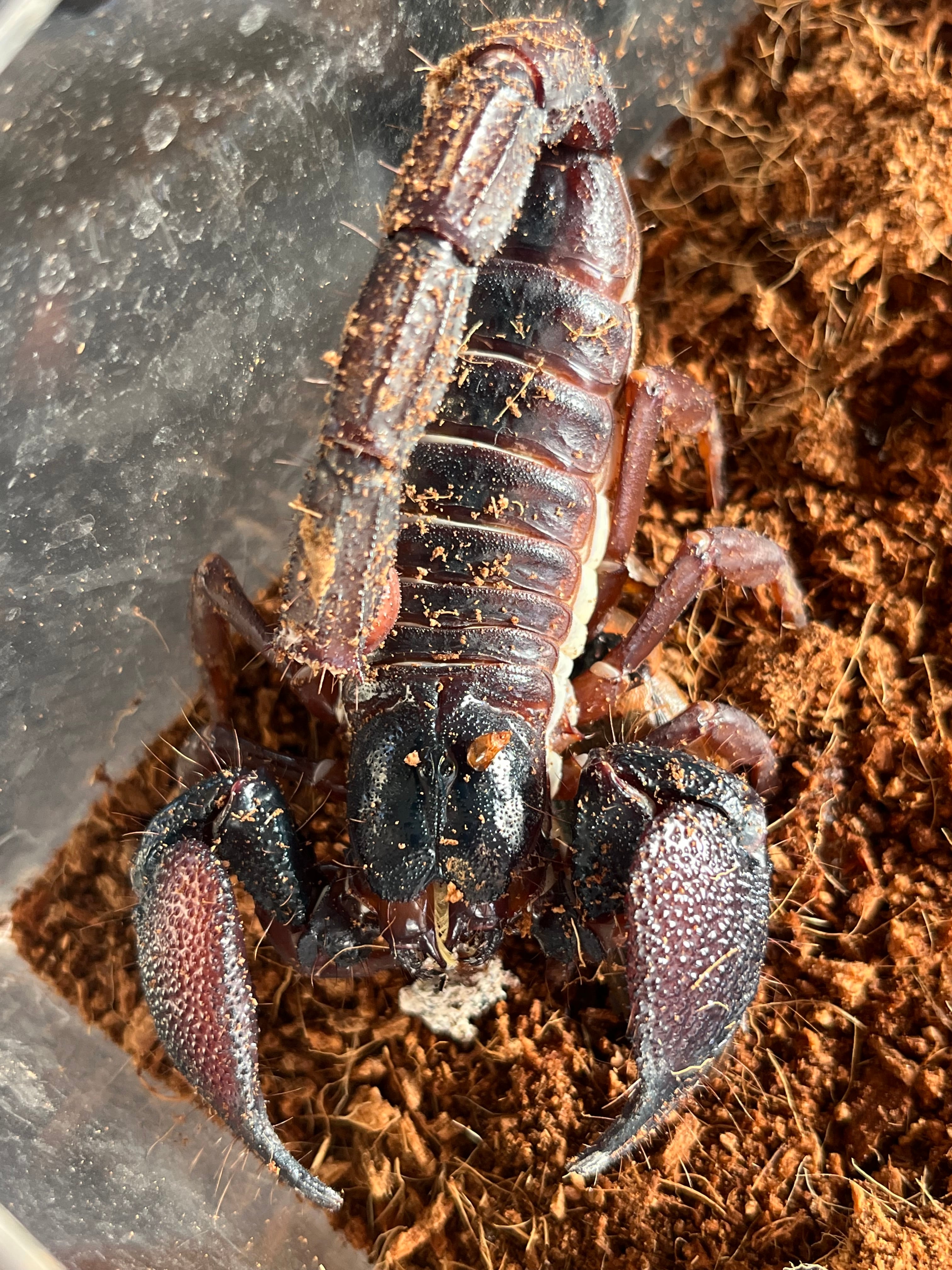 象虫標本】マッシブなゾウゴミムシダマシAnomalipus elephas ゾウムシ