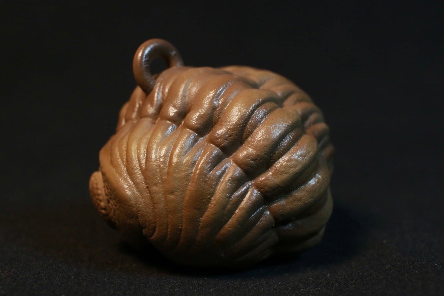 防御態勢の三葉虫 [PH75] ファコプス 化石 防御態勢の三葉虫 [PH75