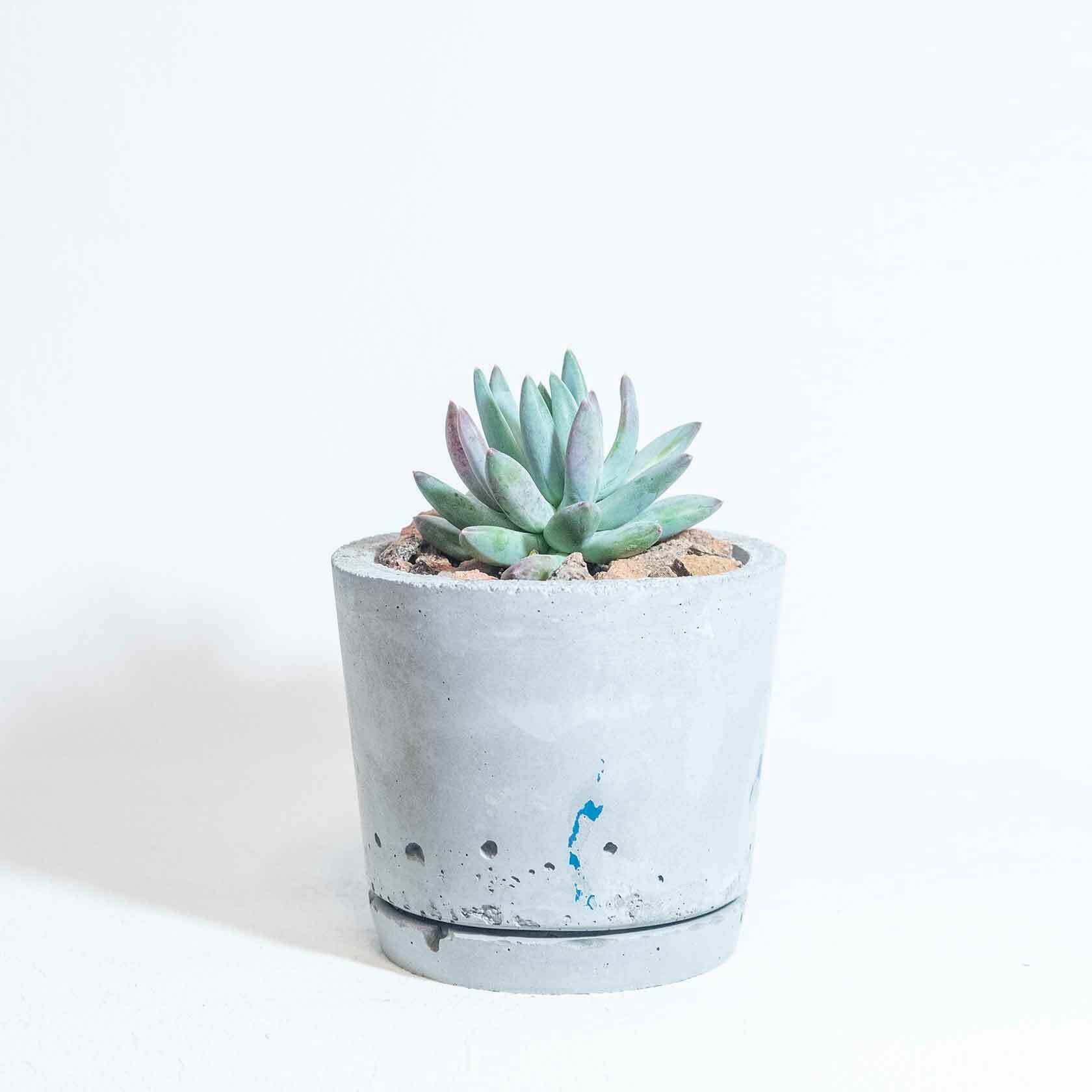 \送料無料/≪ 多肉植物 ≫室内管理もオッケーなパキフィツム・フーケリーの鉢植え|シンプルでお部屋を選ばない手作りモルタル鉢