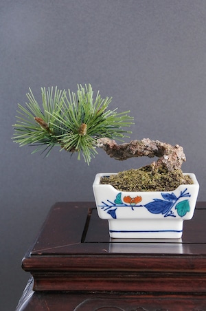 盆栽 松 Pinetree bonsai #33（鉢変更）