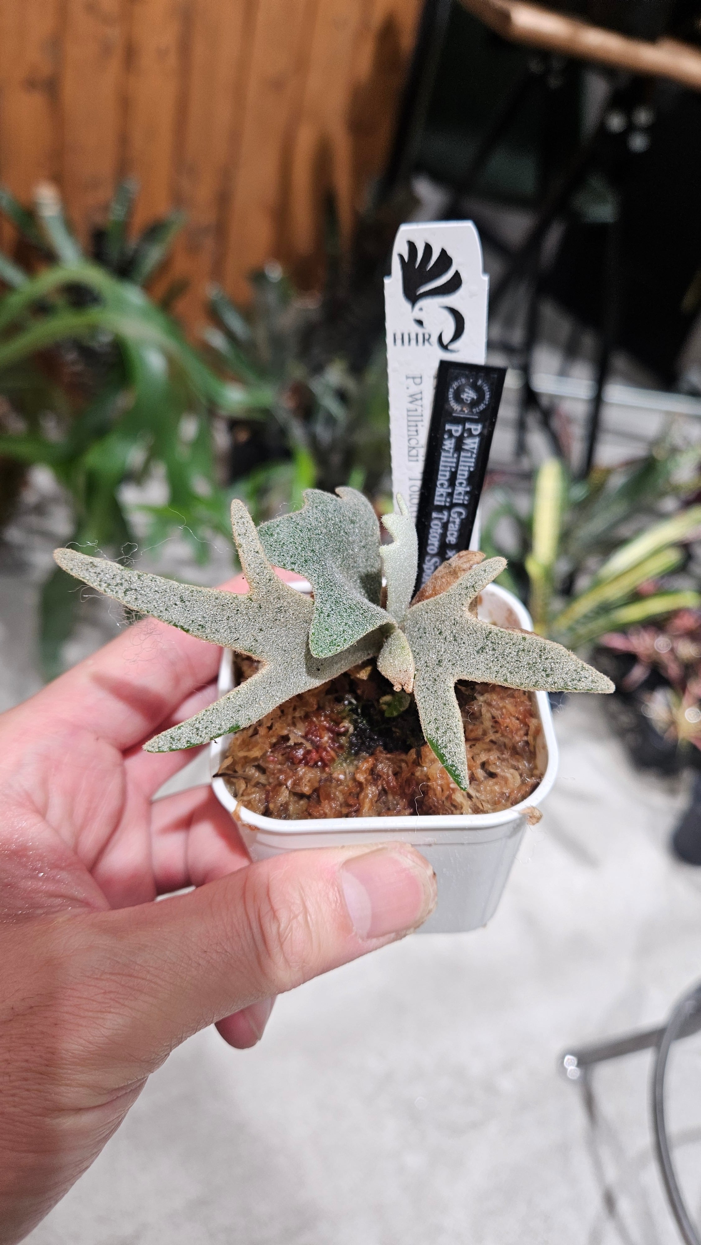 P.willinckii Grace × P.willinckii Totoro Sporelings Select