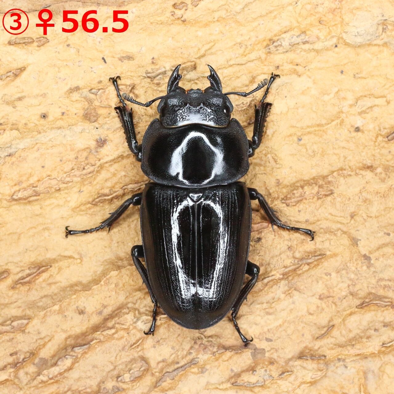 ♂86.2(24H2)・♀55.2(24B1)・♀56.5(24D3)◇オオクワガタ能勢YG血統