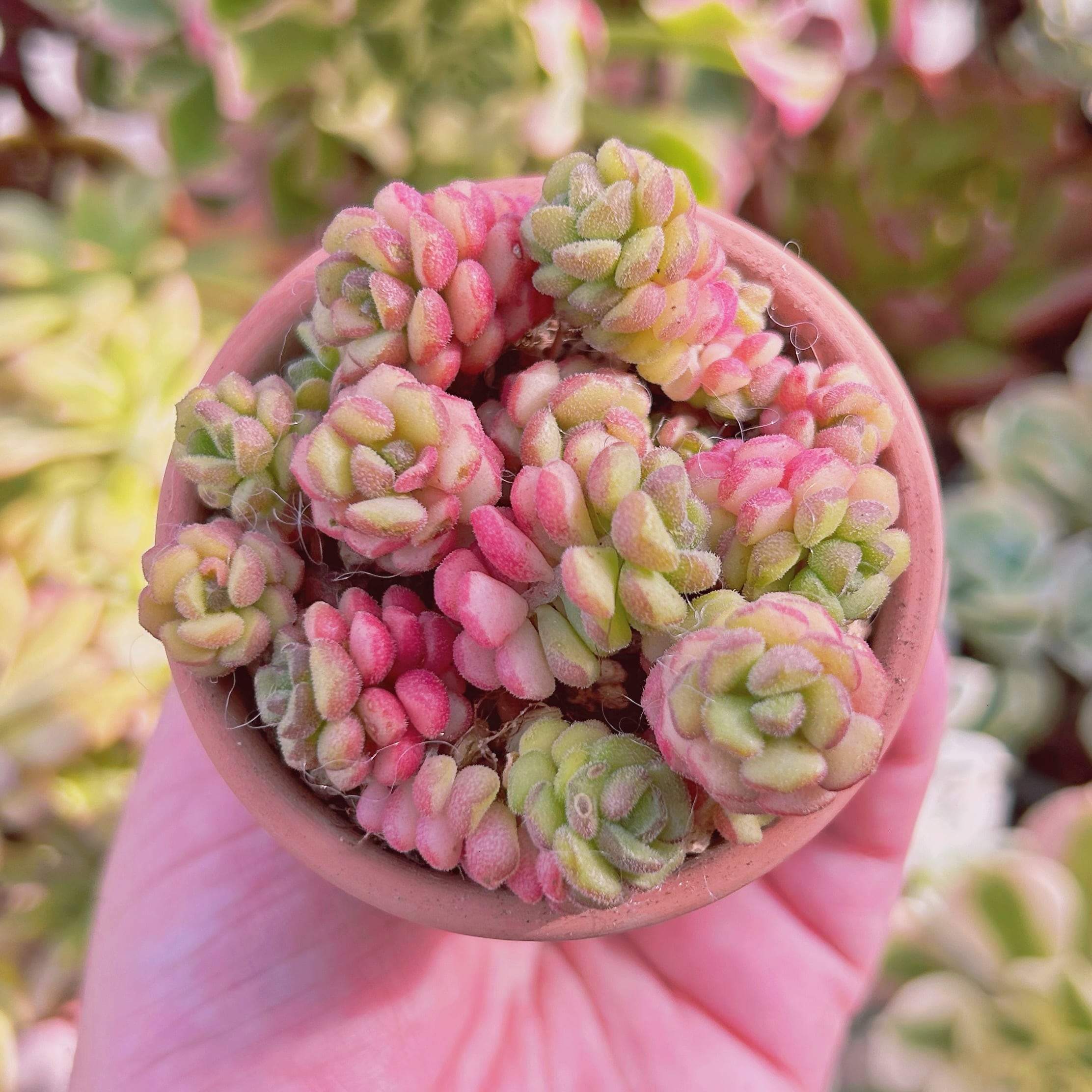 中型 多肉植物 緑とピンクのグラデーション*3