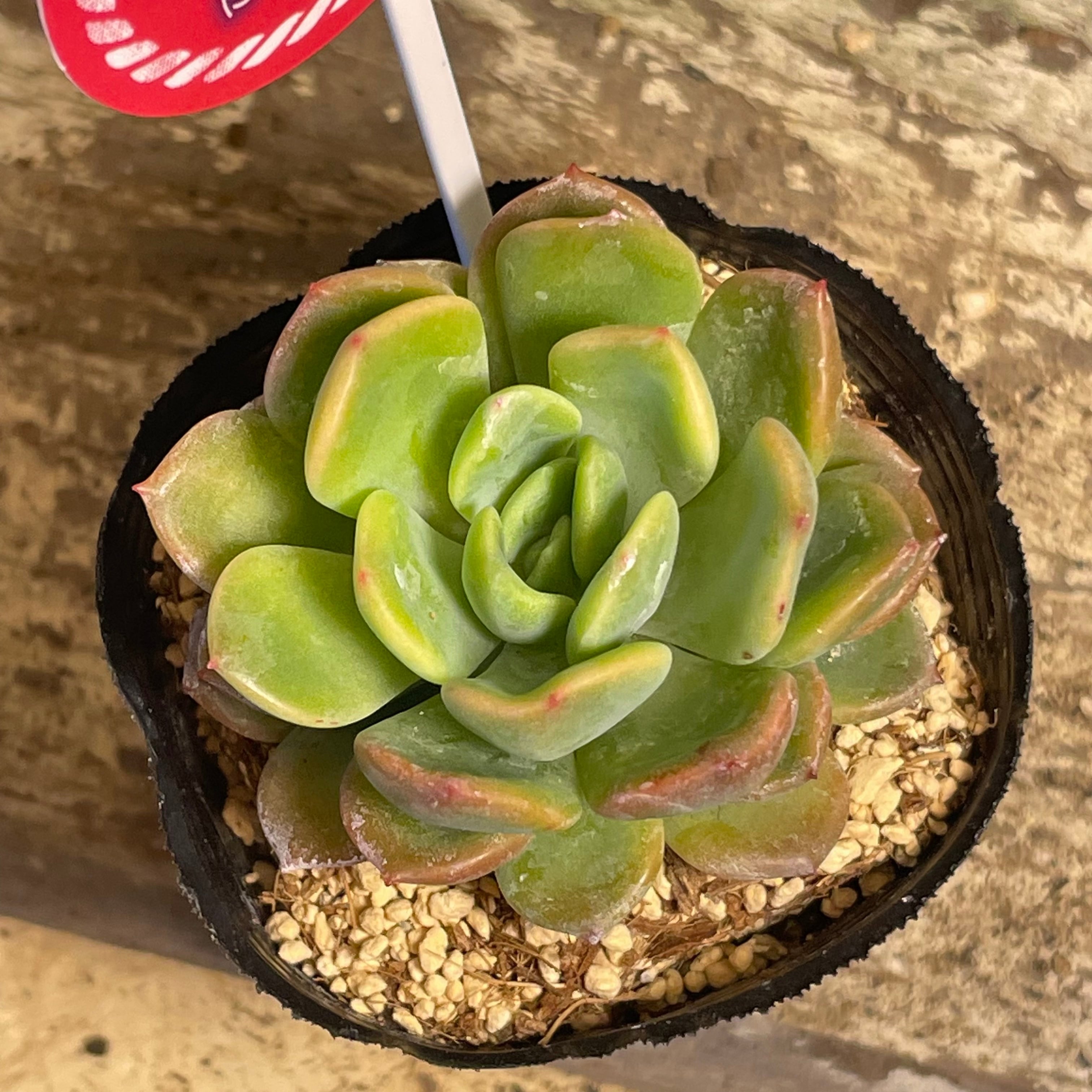 テントラジャム | RuPo 多肉植物専門店