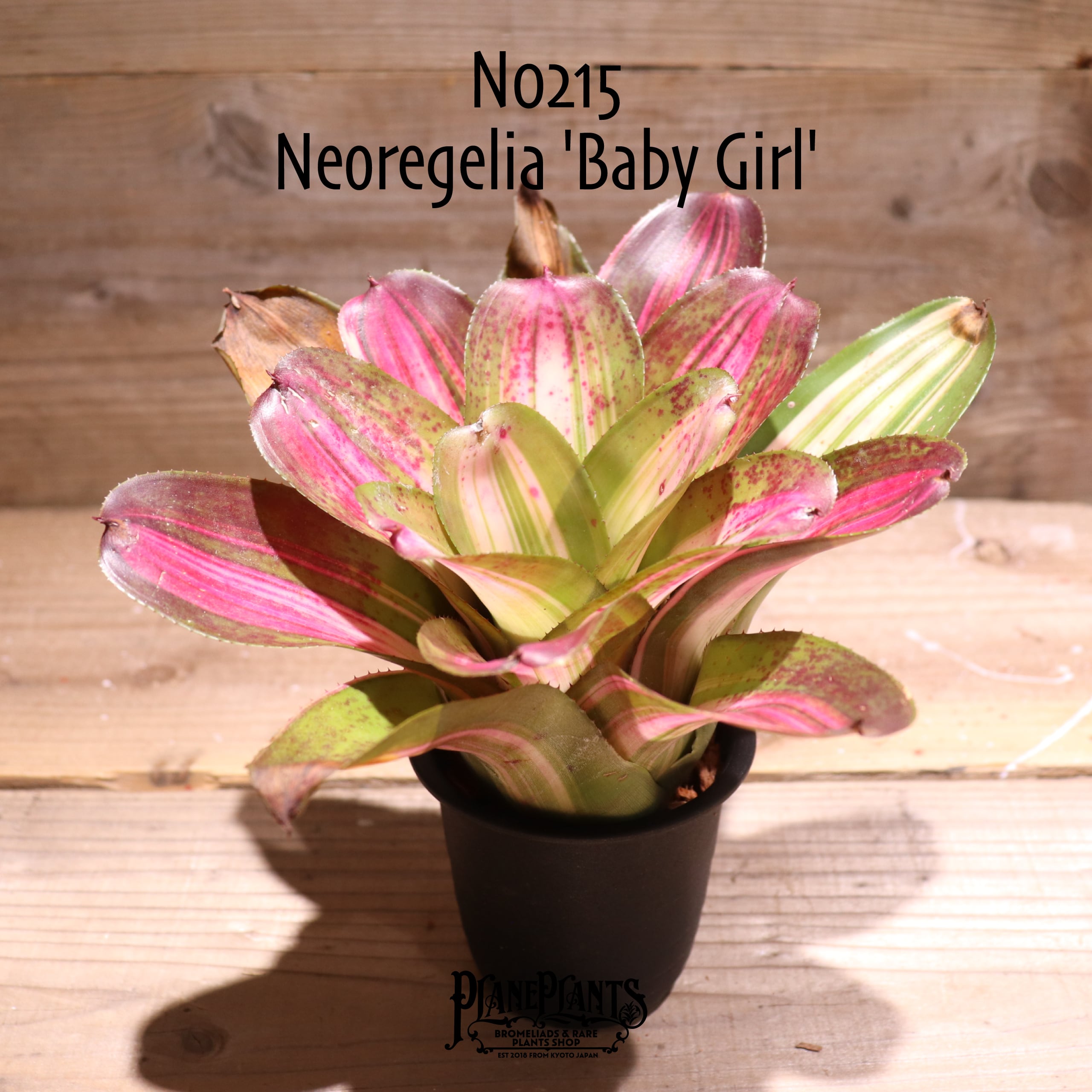 送料無料】Neoregelia 'Baby Girl'〔ネオレゲリア〕現品発送N0215