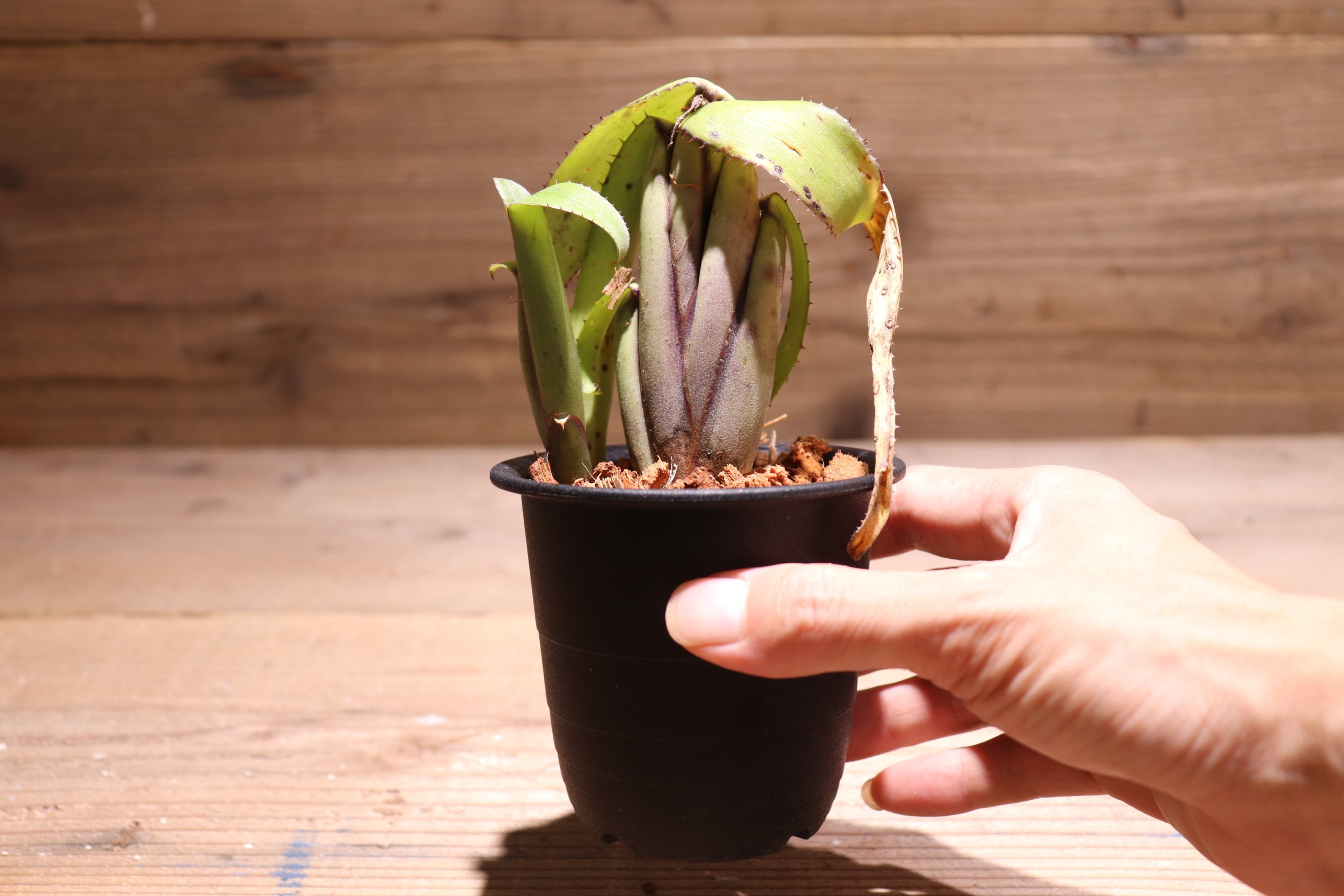 送料無料】Aechmea brevicollis〔エクメア〕現品発送A0046 | plane plants