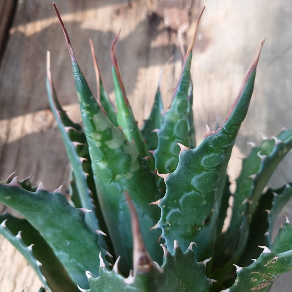 アガベ モンタナ Agave Montana 2 | 多肉植物ハオルチア・アガベ・サンスべリアの店mellowgarden powered by  BASE