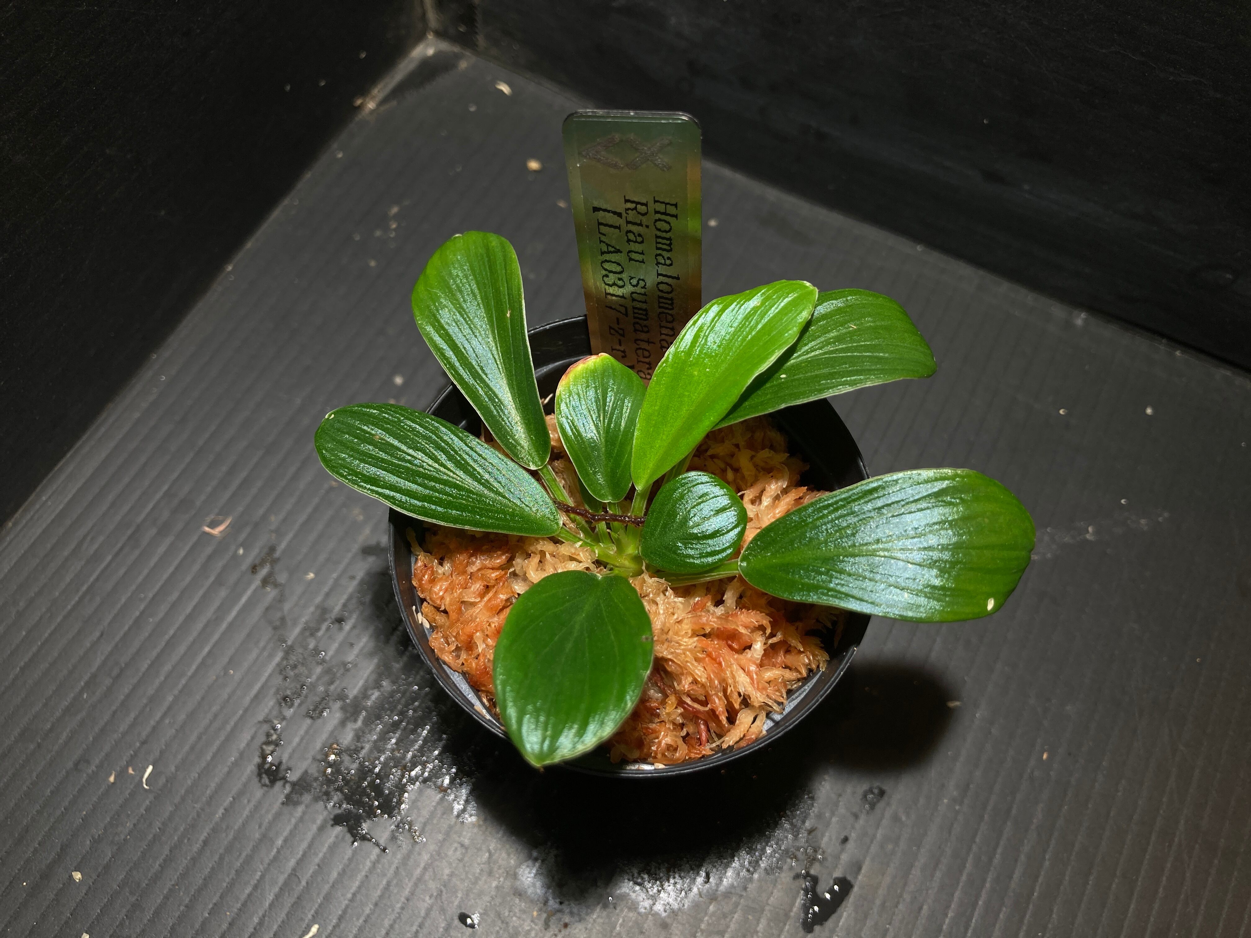 ホマロメナ | AquaFocus