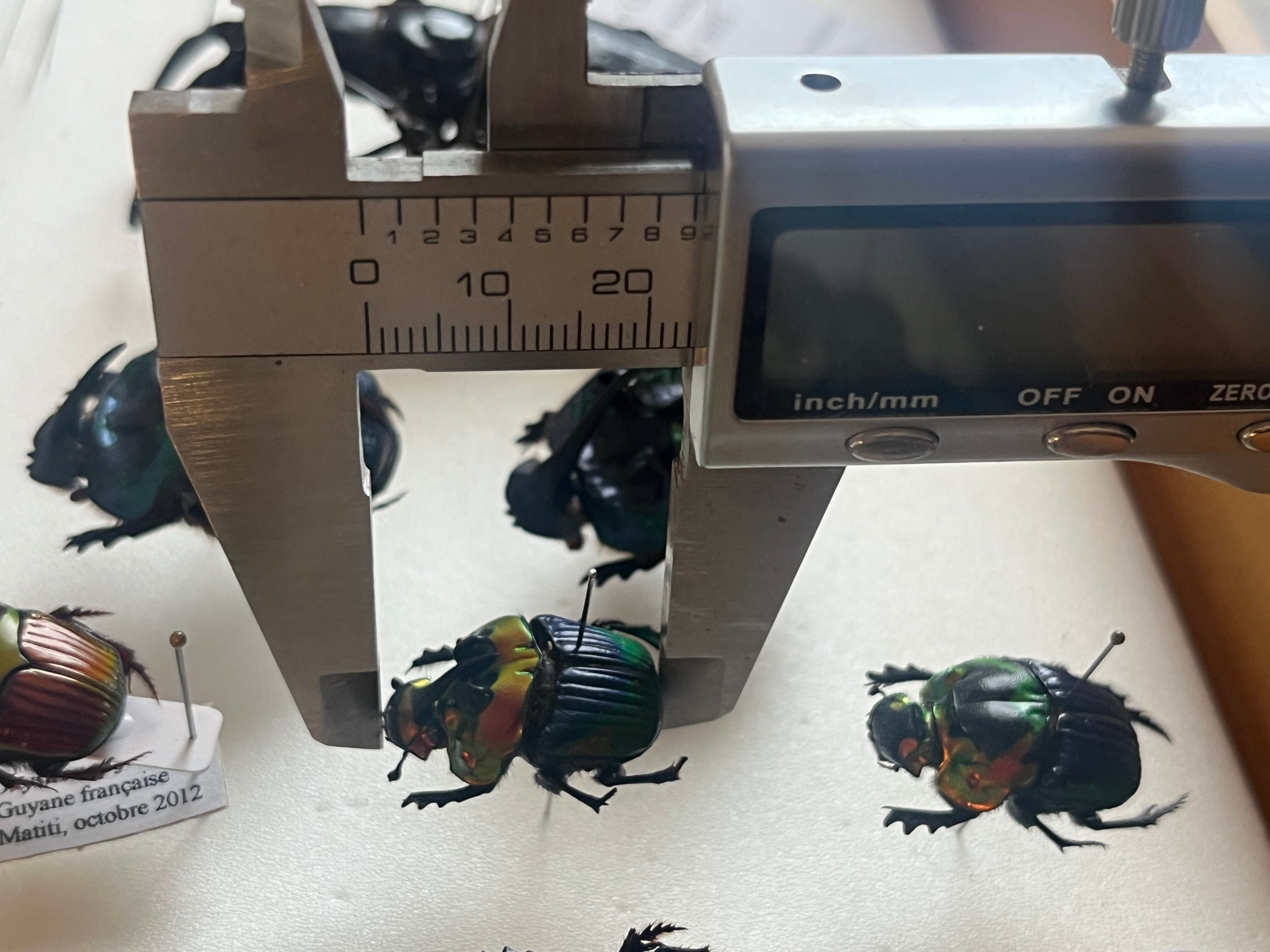 23mm♂】テイオウニジダイコクコガネフンチュウ糞虫昆虫標本甲虫