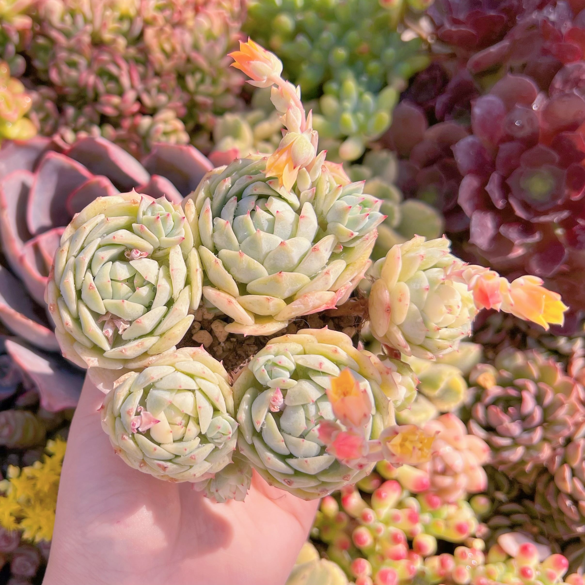 現品　静夜#768　群生　新入荷　るる農園