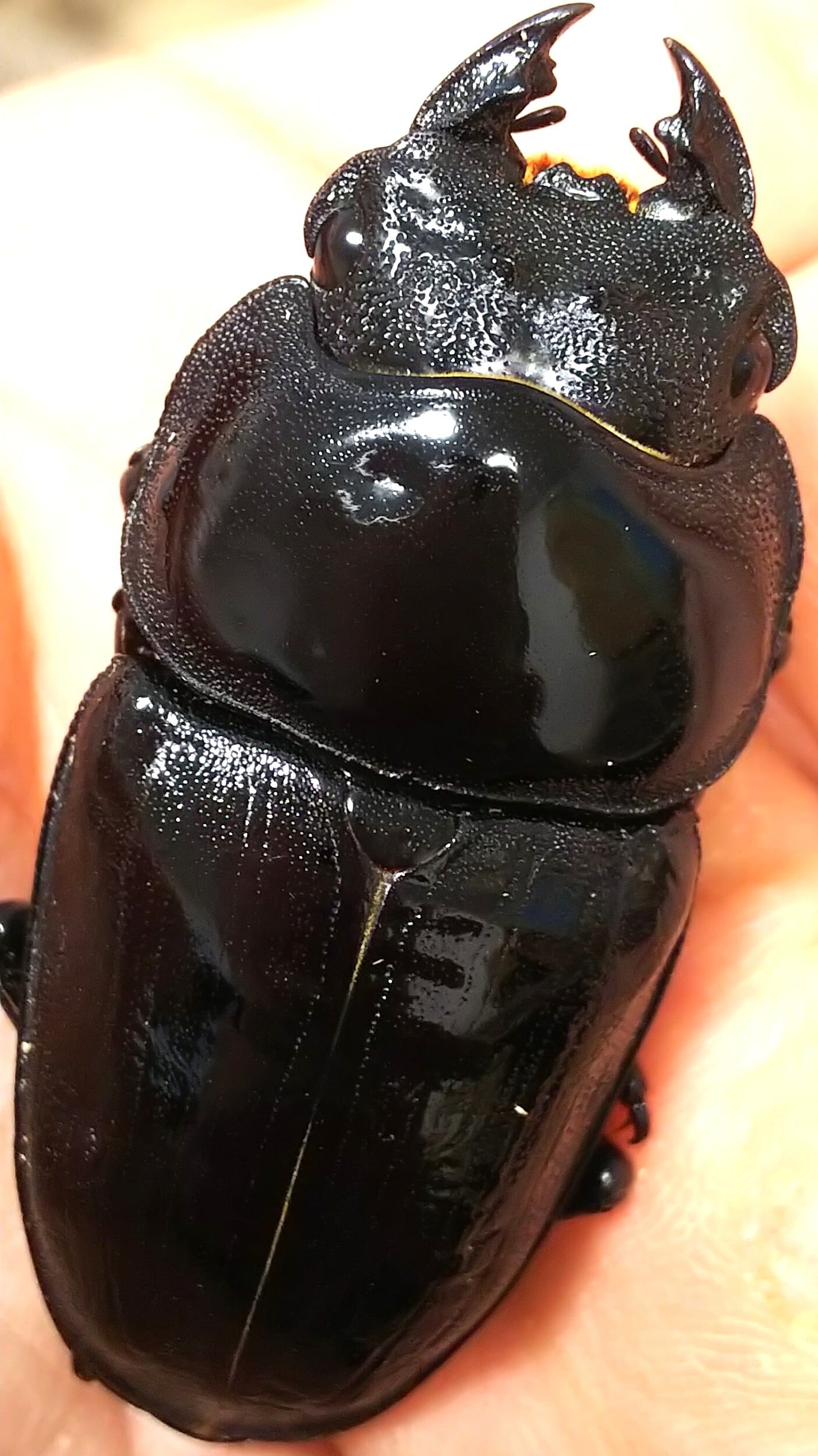 鍬極 極太オオクワ
