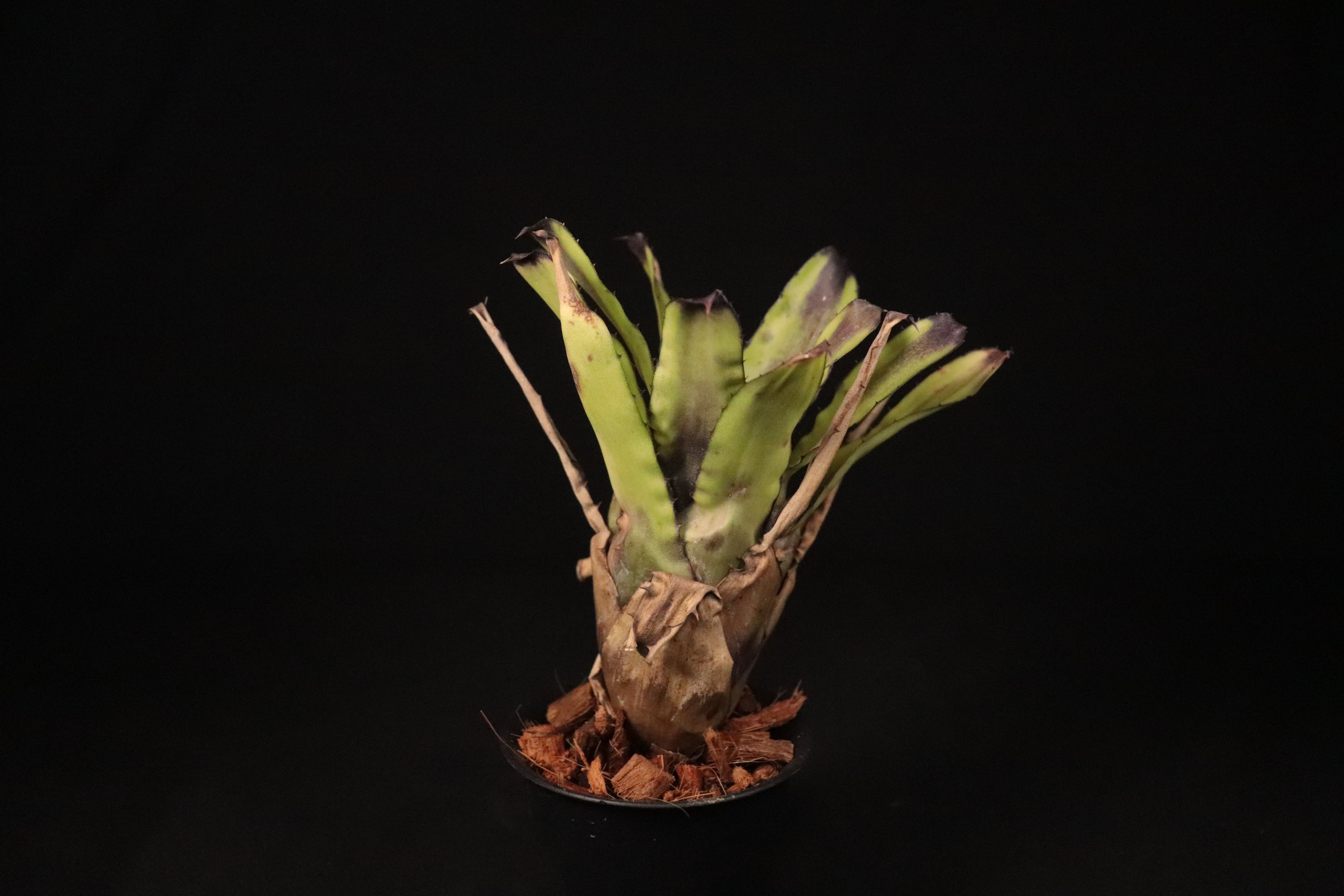 送料無料】Canistrum triangulare Dark Clone〔カニストラム〕現品発送