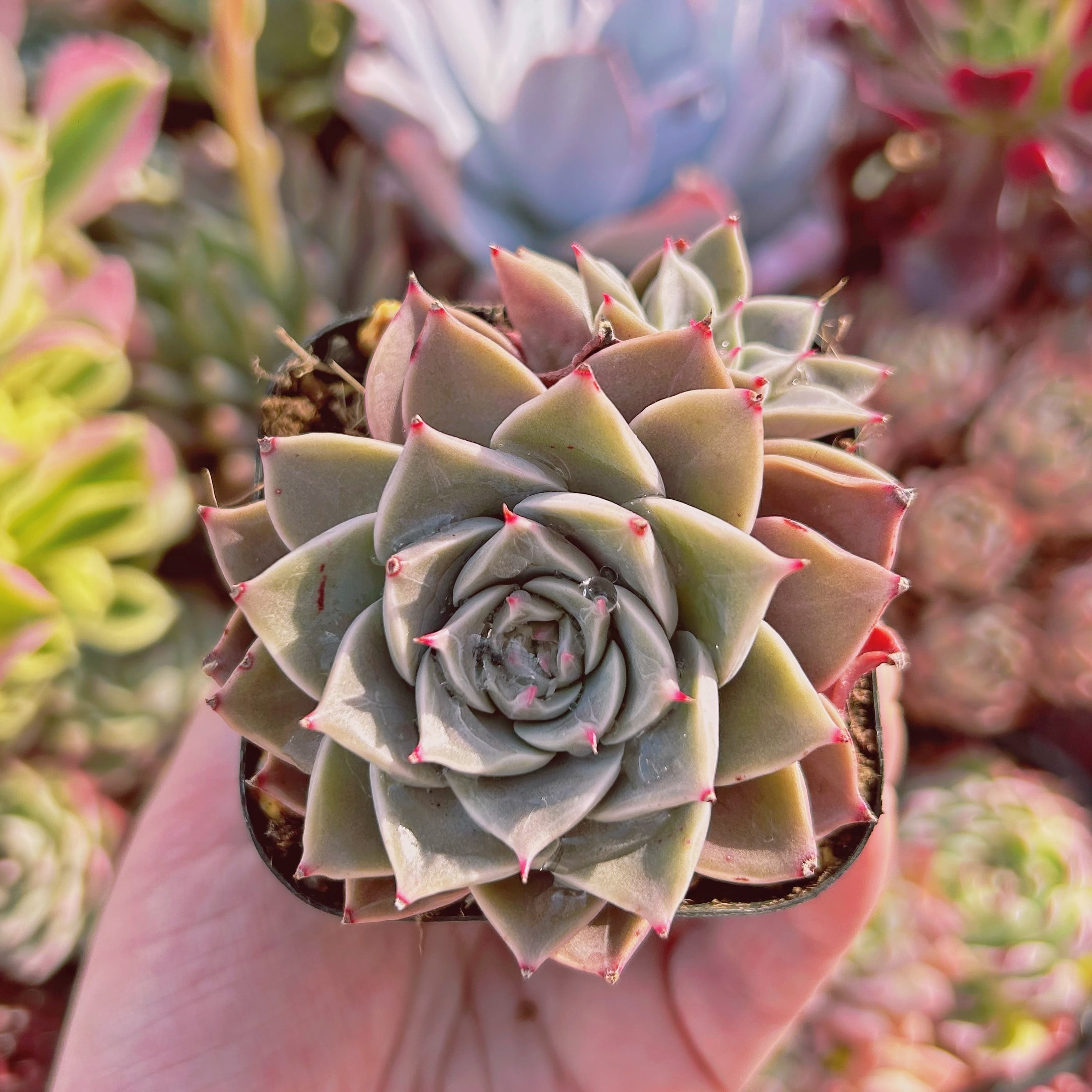 #770現物　多肉植物　ミヤ