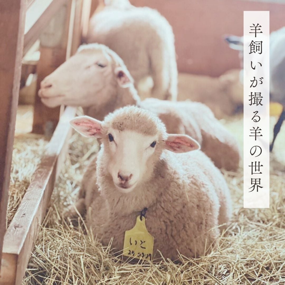 ひつじ 大人気のジャンボ干支 巨大な羊の前で記念写真 2015年 未(ひつじ