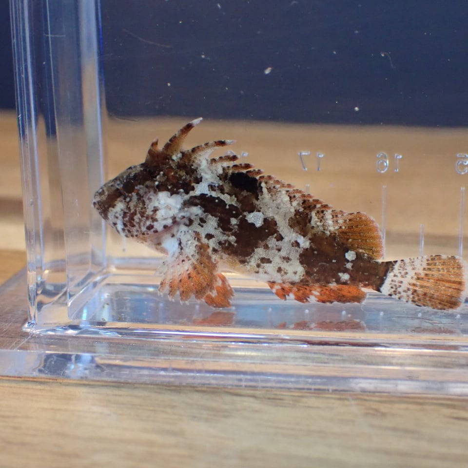 フジノスパイラル 1L 【元祖スパイラルろ材】正規品 | HOUSE REEF