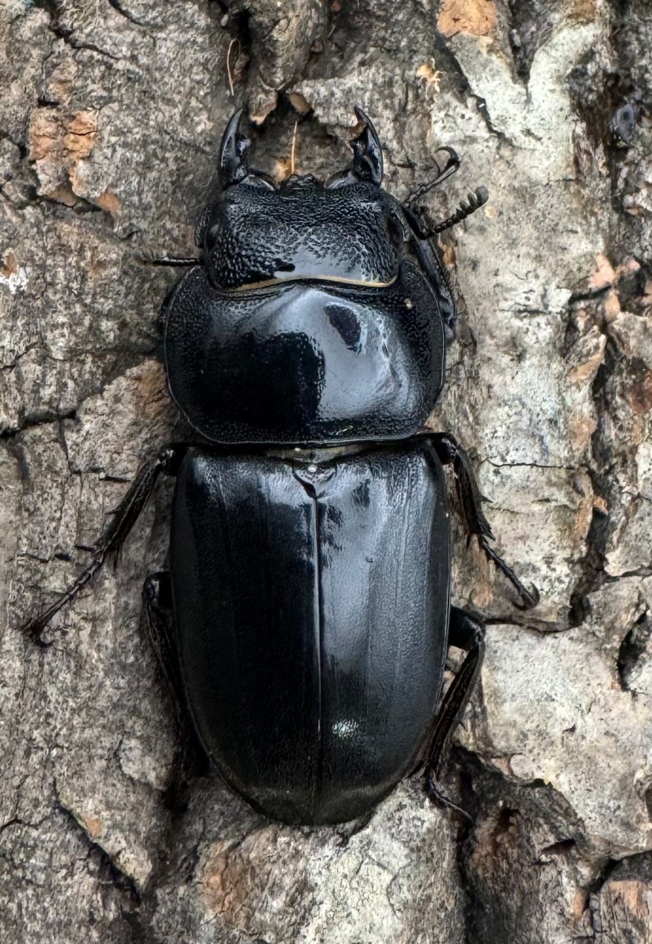 【WD】大型《北カマリネスヒラタ 92mm ペア》