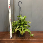 【新着3日限定10%OFF】リプサリス エリプティカ【625】