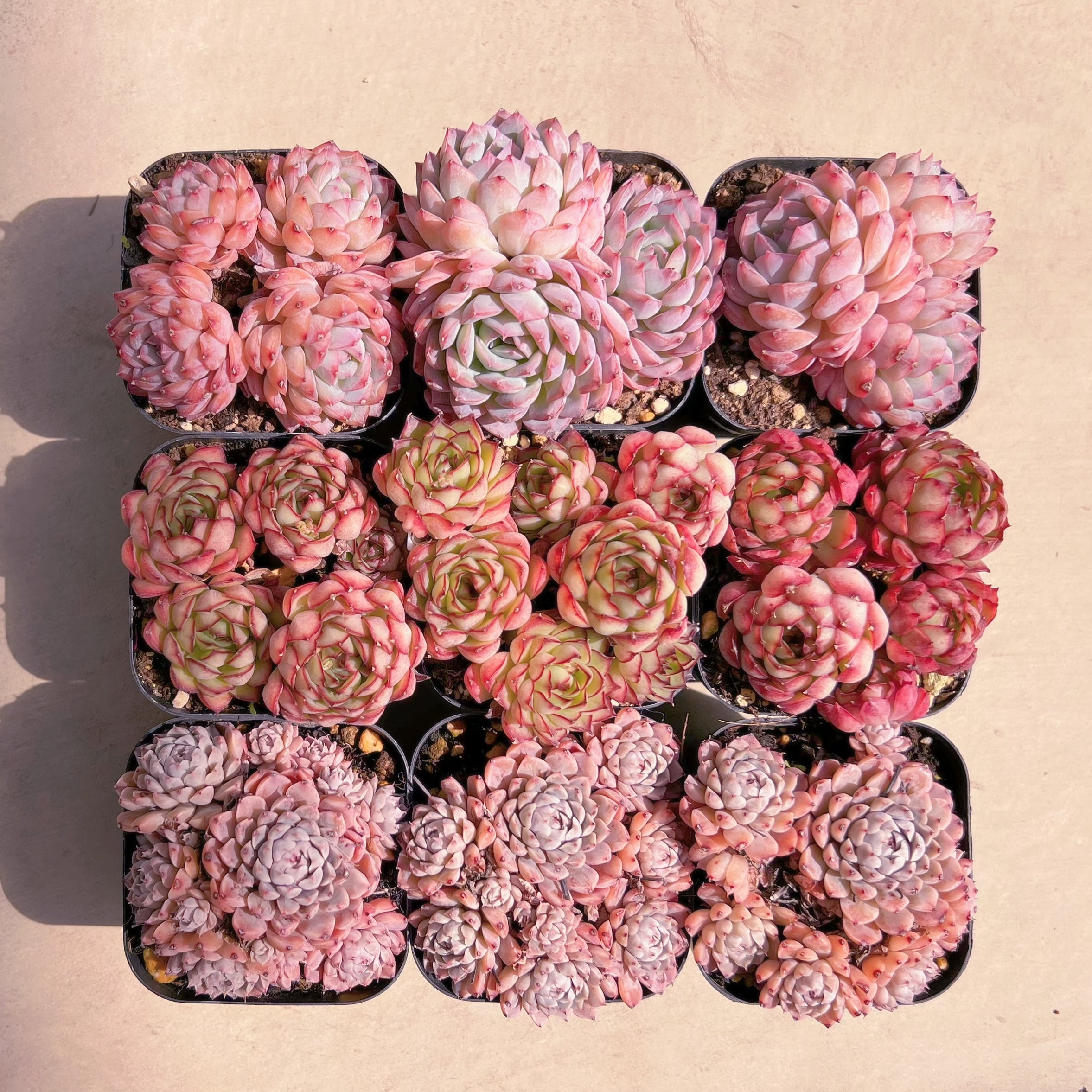 BASE販売会セットG