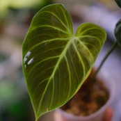 フィロデンドロン エルチョコレッド / Philodendron "El Choco Red"⑪ / 観葉植物<育て方・花言葉>