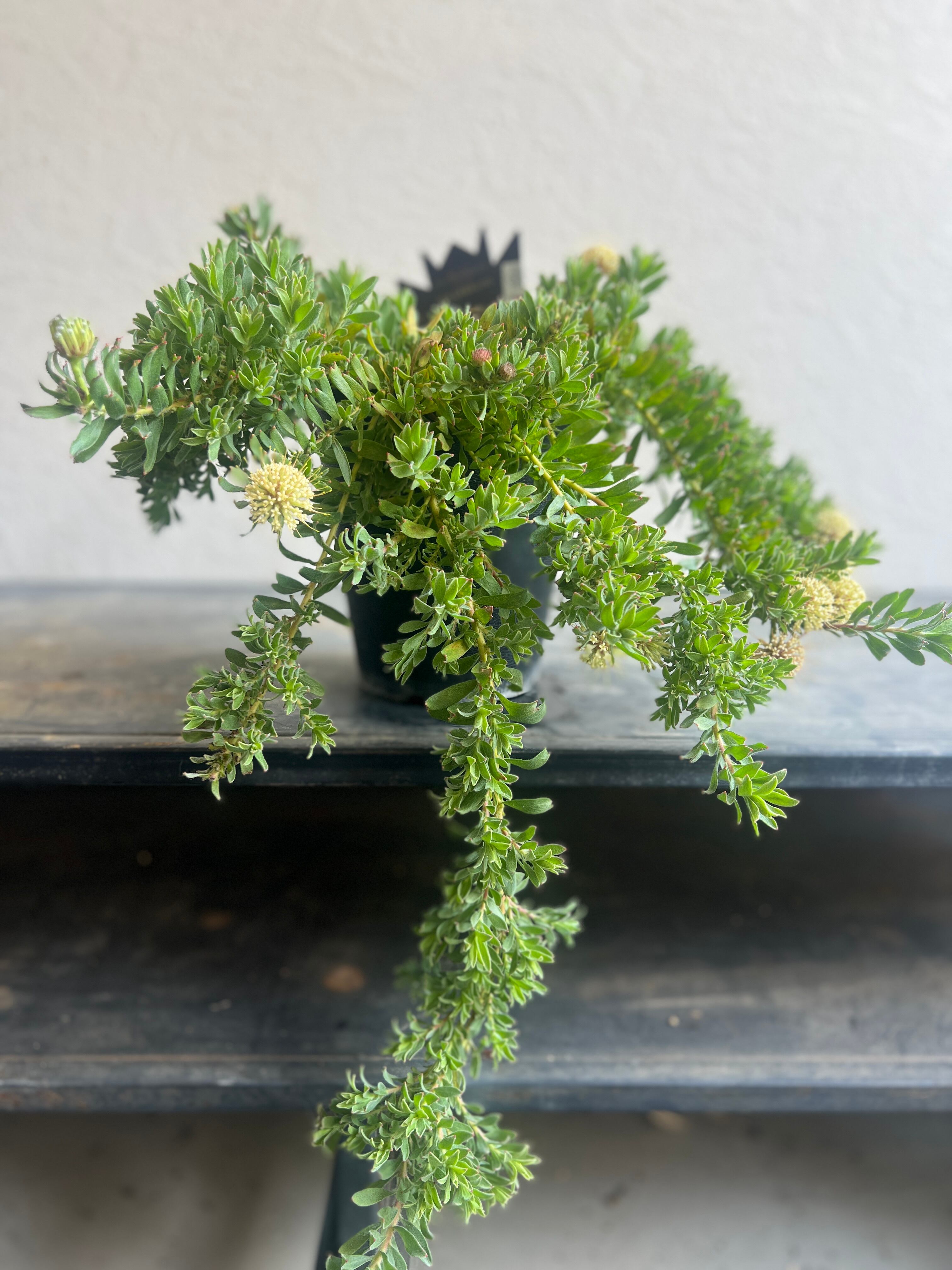 グレビレア ガウディチャウディ② | 沼ノ上農園