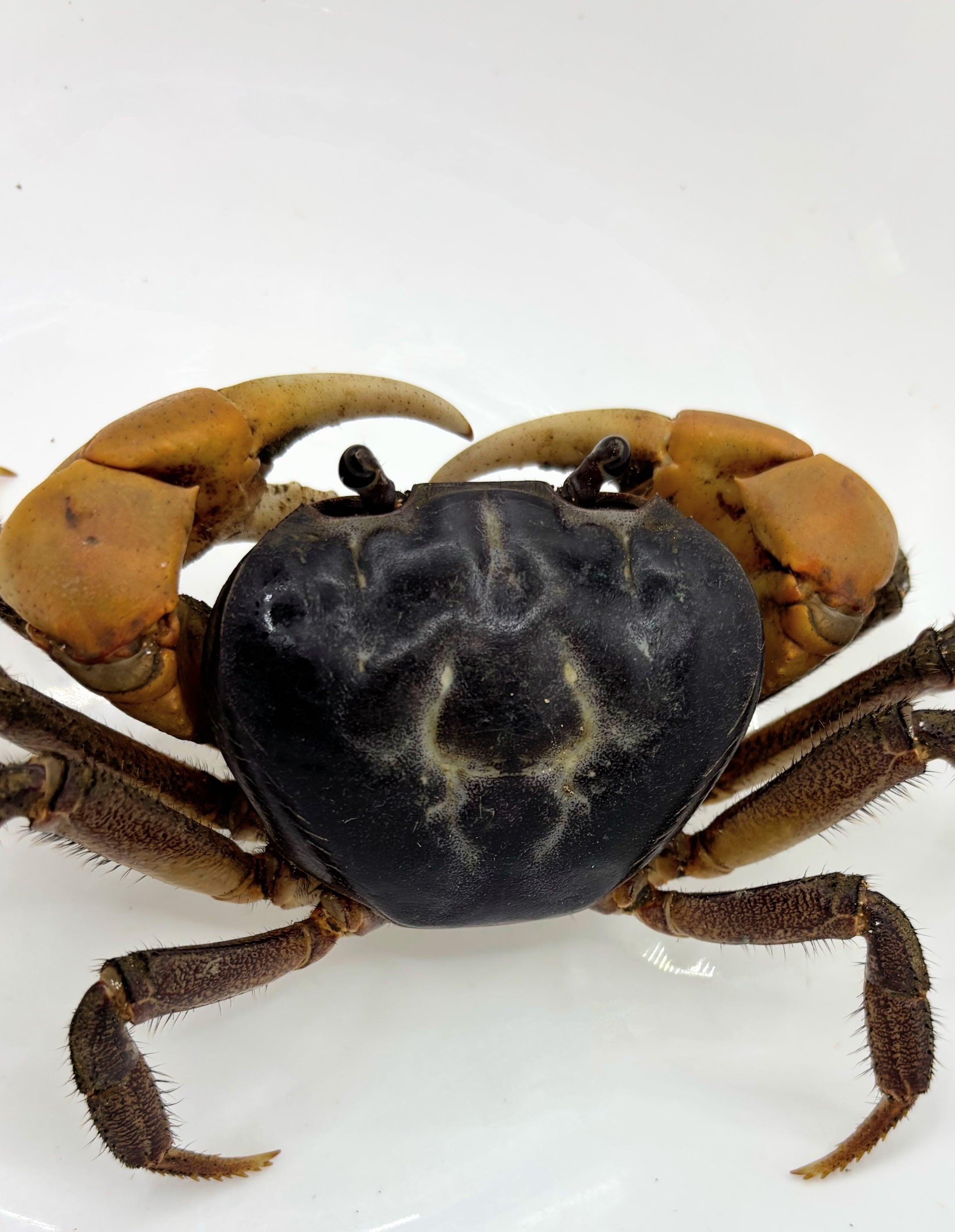 オカガニ②♂ 1匹 | まるころ商店〜まるくてころころした生き物を販売