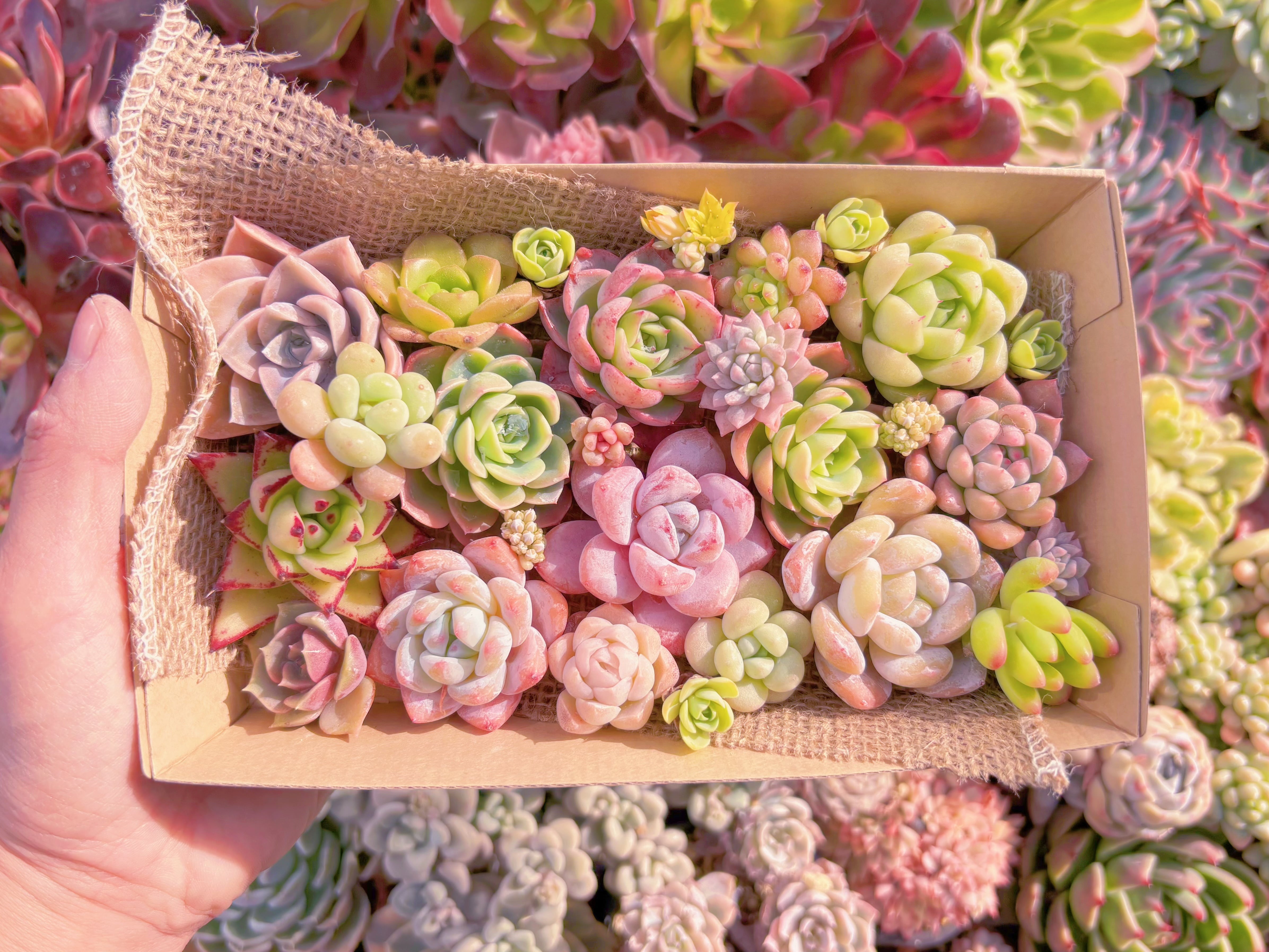 現品　寄せ植えセット#874　12cmx20cm　るる農園