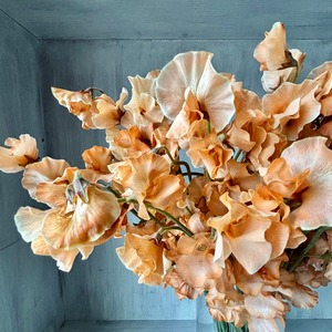 【先取りスイートピー　即出荷】　おしゃれ系　染めスイートピー　ブラウン系　　50本　