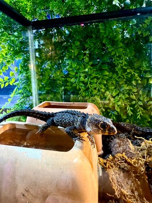 アカメカブトトカゲ