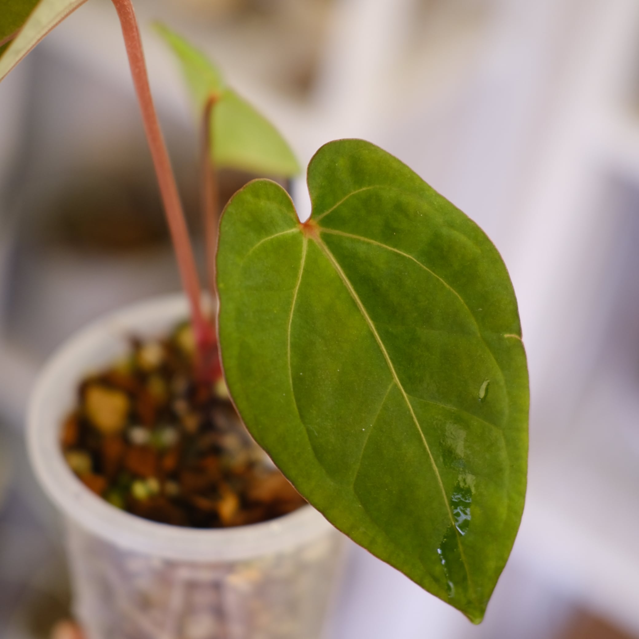 A. kunayalensis × A.Zara Michelle｜アンスリウム 🌱 Anthurium 'Zara' ✖︎ 'Michelle' （F3）🌱 Darkness emergent