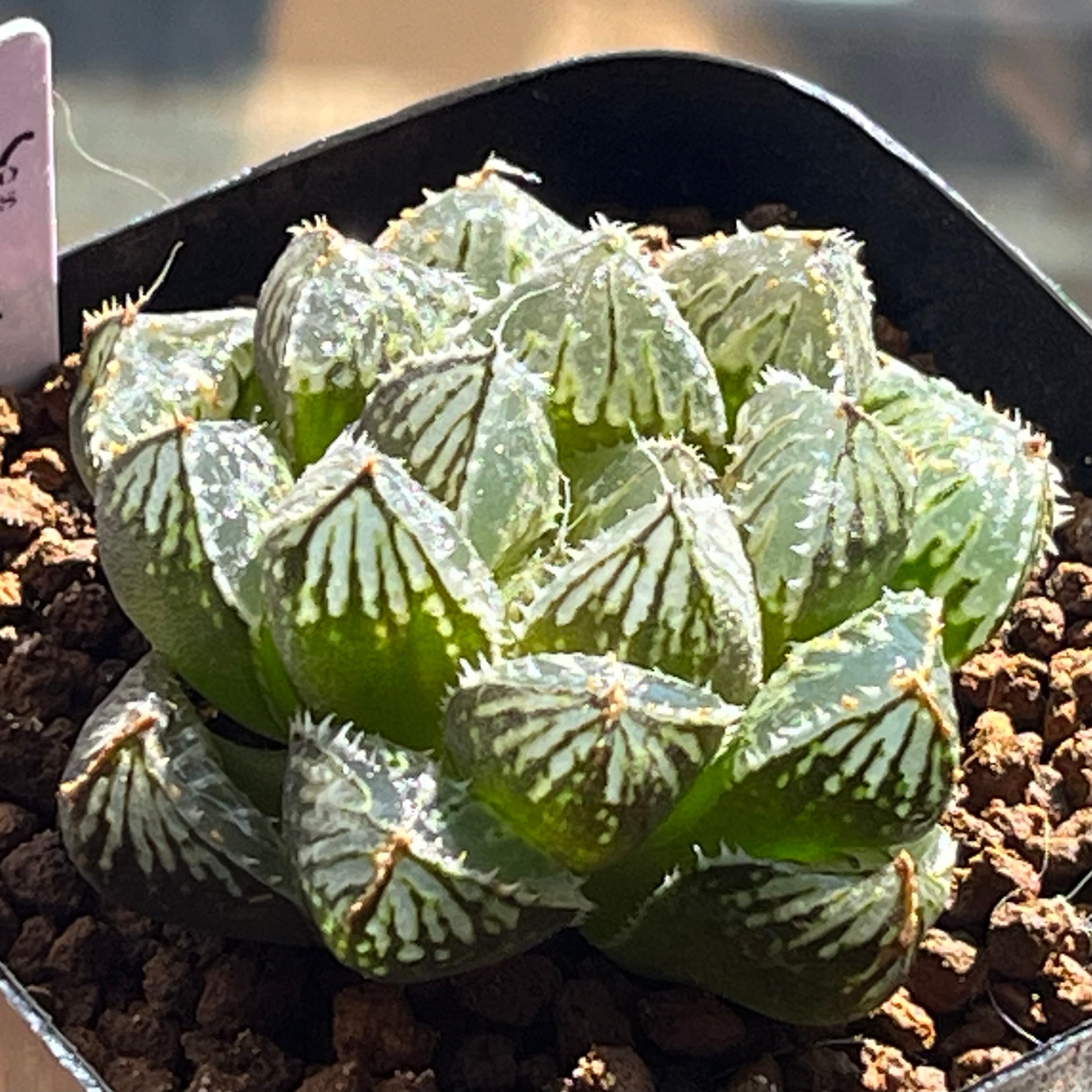 ハオルチア 桜水晶錦 | mocono_plants