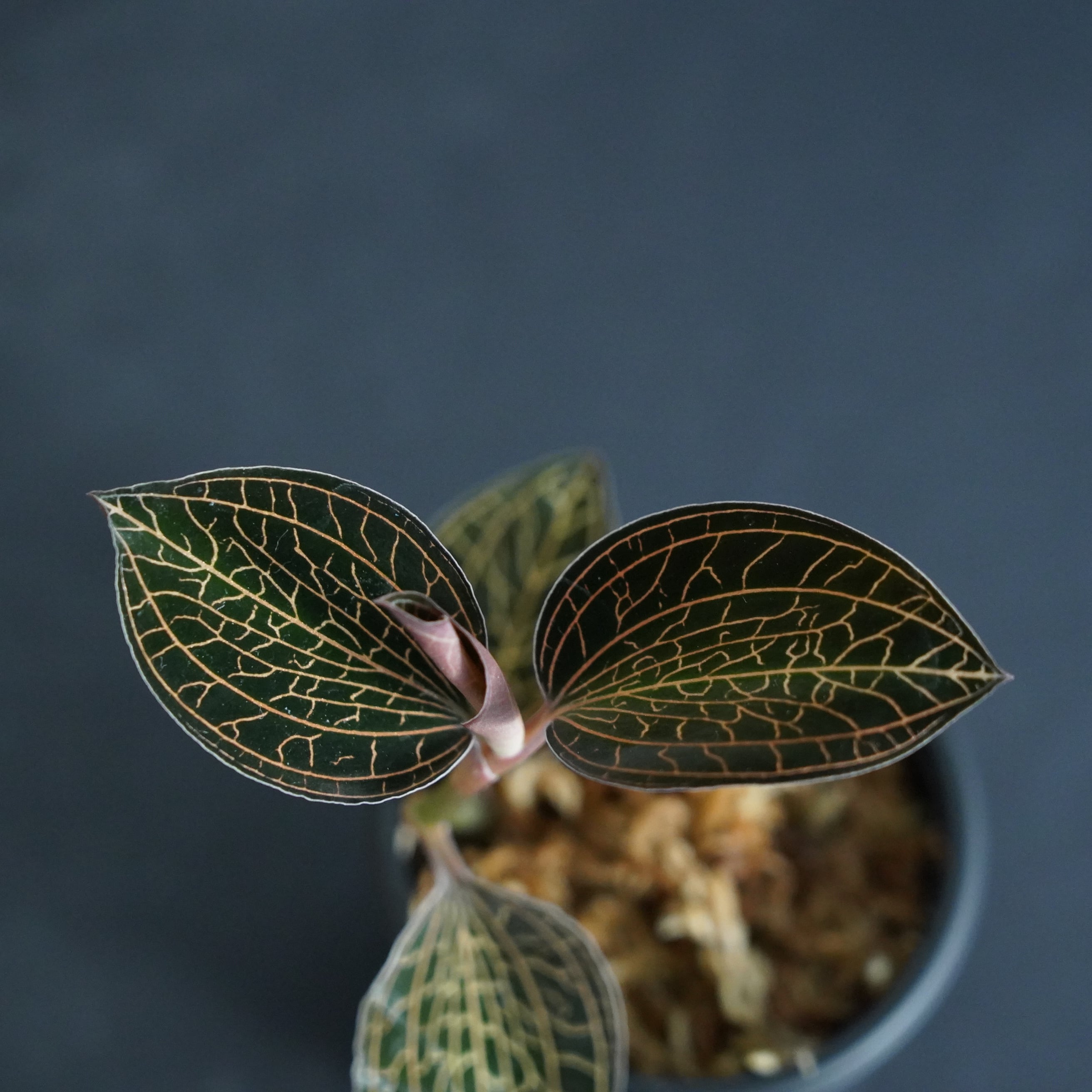 ◇現品◇アネクトキルスsp. （赤脈タイプ）【ジュエルオーキッド宝石蘭