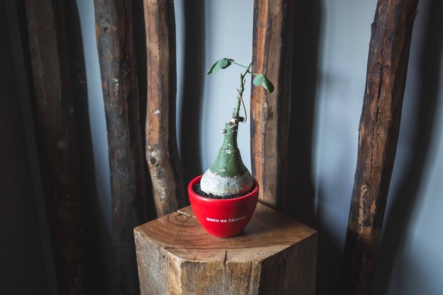 【新作】グラウカ × ボクタノ鉢【BOKU HA TANOSII】Adenia glauca