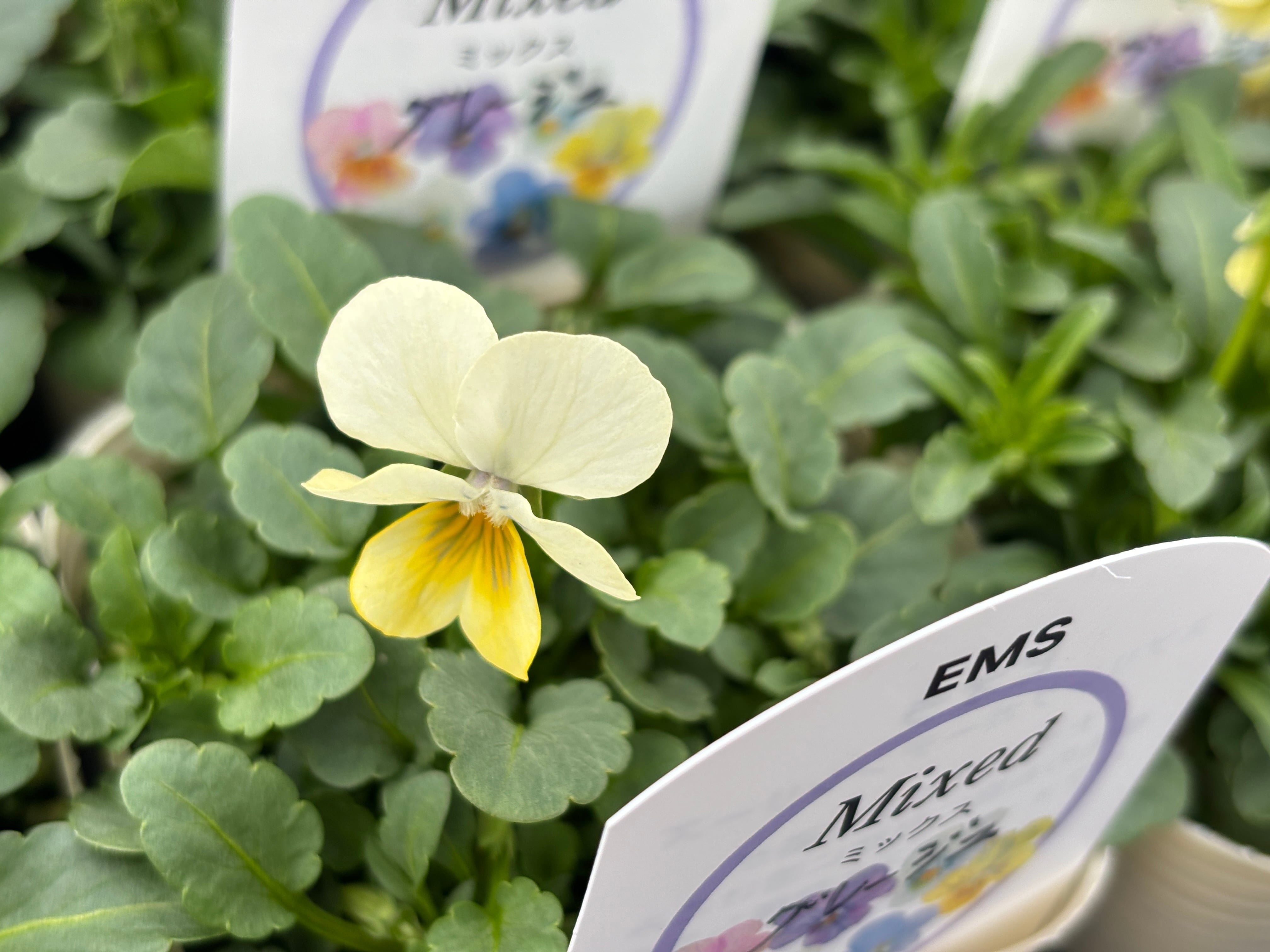 高見園芸 | nanagarden/ナナガーデン