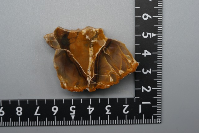 珪化木 Araucarioxylon ⑦