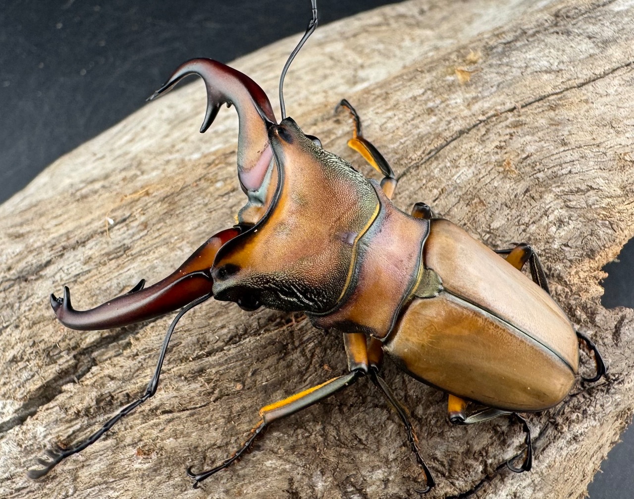 【WD】《アラガールホソアカクワガタ 63mm ペア》