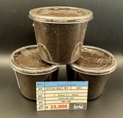 【WF1】《ドルクス リンビン 幼虫3頭セット(ペア+1頭)》