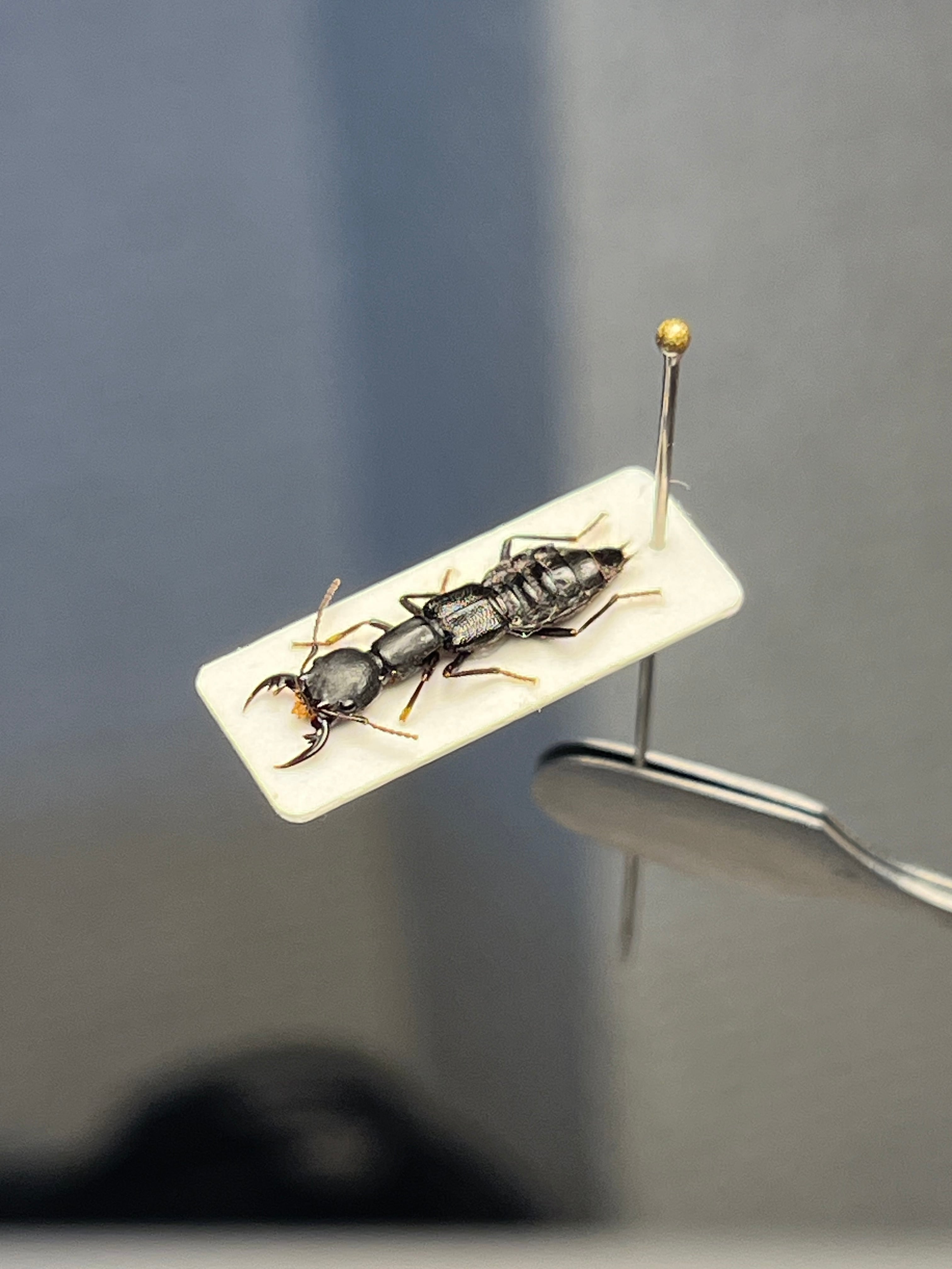 22mm】クワガタのような大顎を有したキバサビハネカクシ 標本