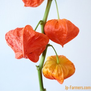 ご先祖を迎える提灯に　大粒のホオズキ　（長いサイズ）　5本　ながさき西海農協　