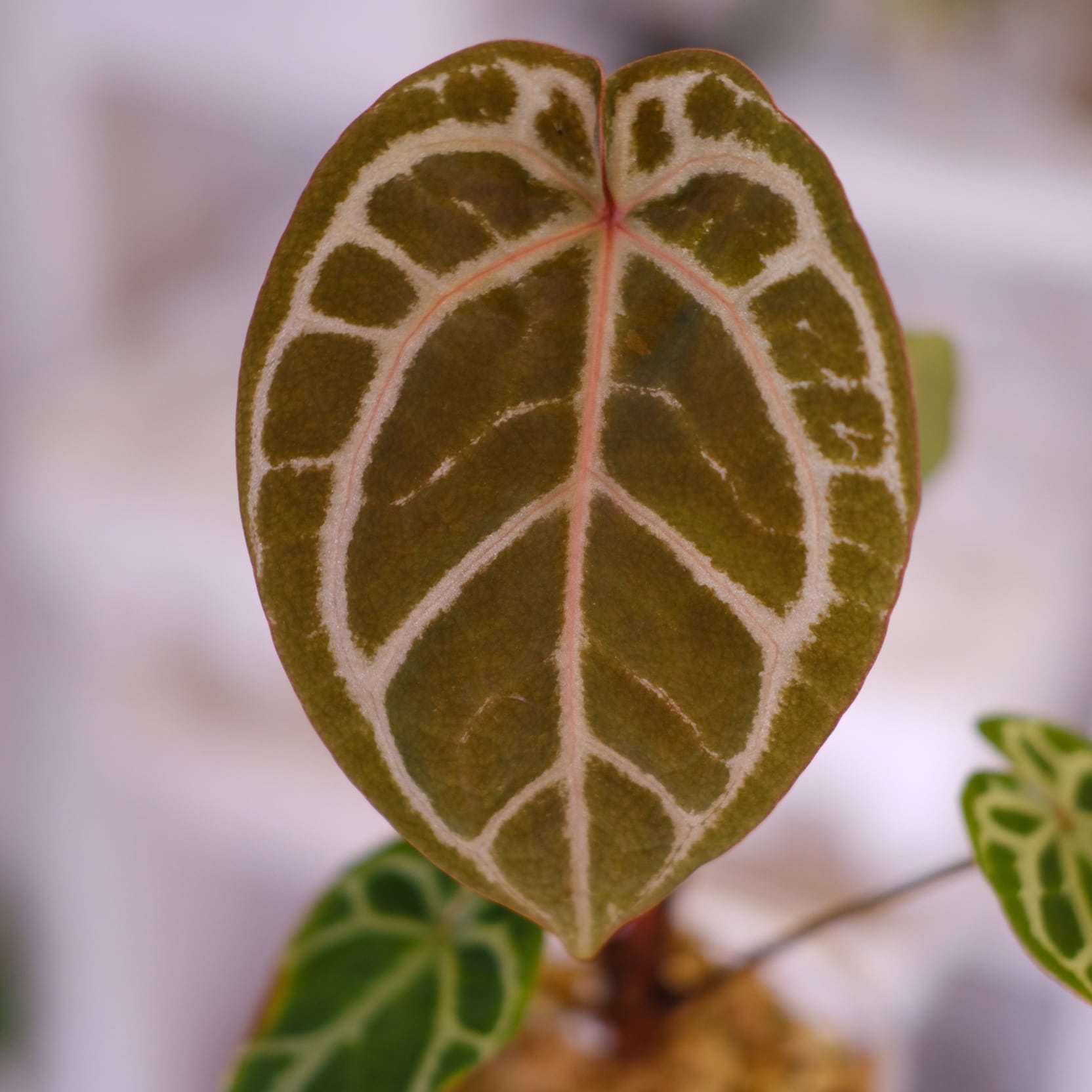 Anthurium. SKG Pink Lemonade × A.Zara Michelle⑥│アンスリウム
