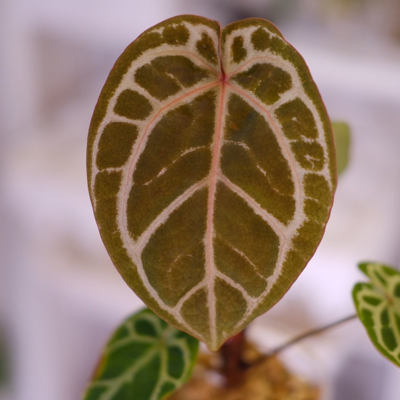 Anthurium. SKG Pink Lemonade × A.Zara Michelle⑥│アンスリウム ピンクレモネード × ザラ ミシェル│観葉植物