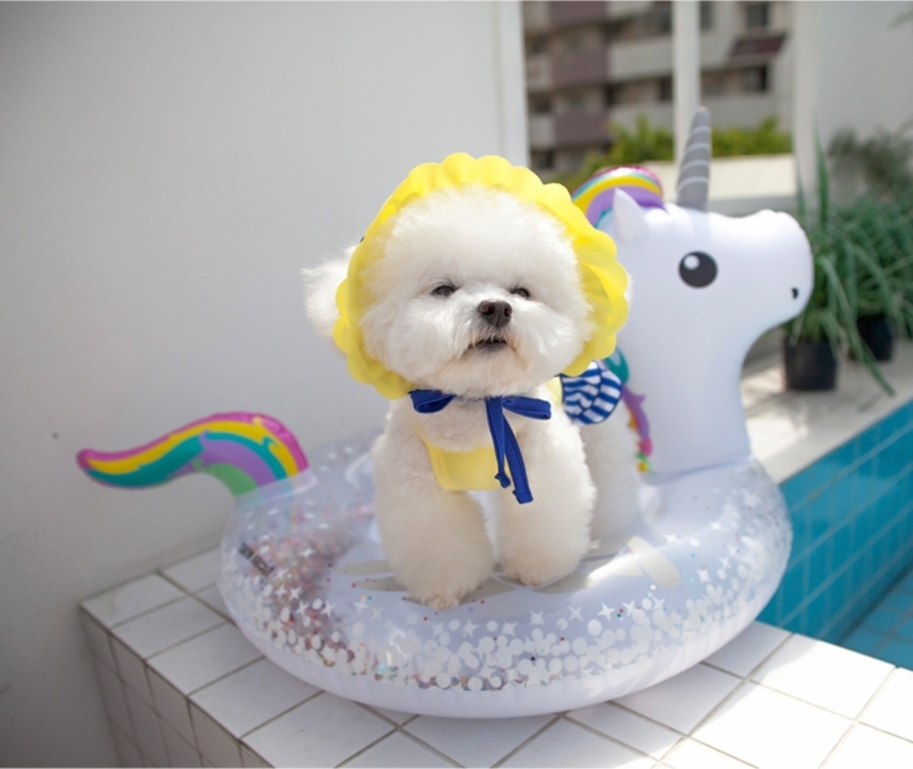 予約【coco chien】Eva Bikini Swimwear (Short)