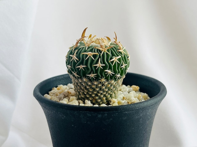 Echinofossulocactus phyllacanthus　エキノフォスロカクタス　白玉 　サボテン