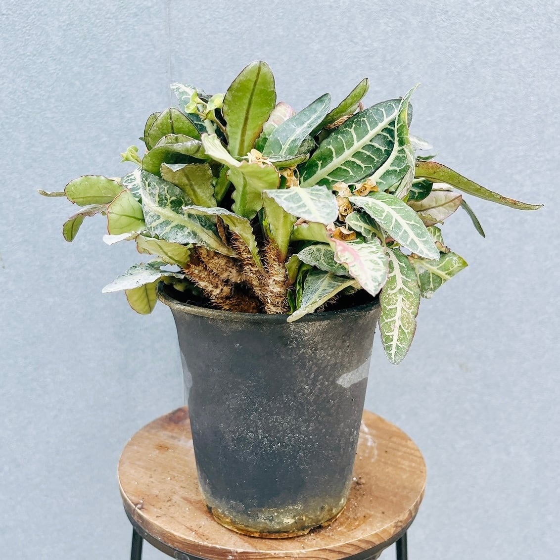 現品］4番 フィカス アルテシマ 10号 観葉植物 室内 大型 特大 ゴムの