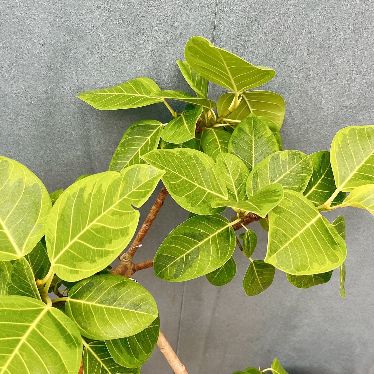現品］23番 フィカス アルテシマ 8号 観葉植物 室内 大型 特大 ゴムの