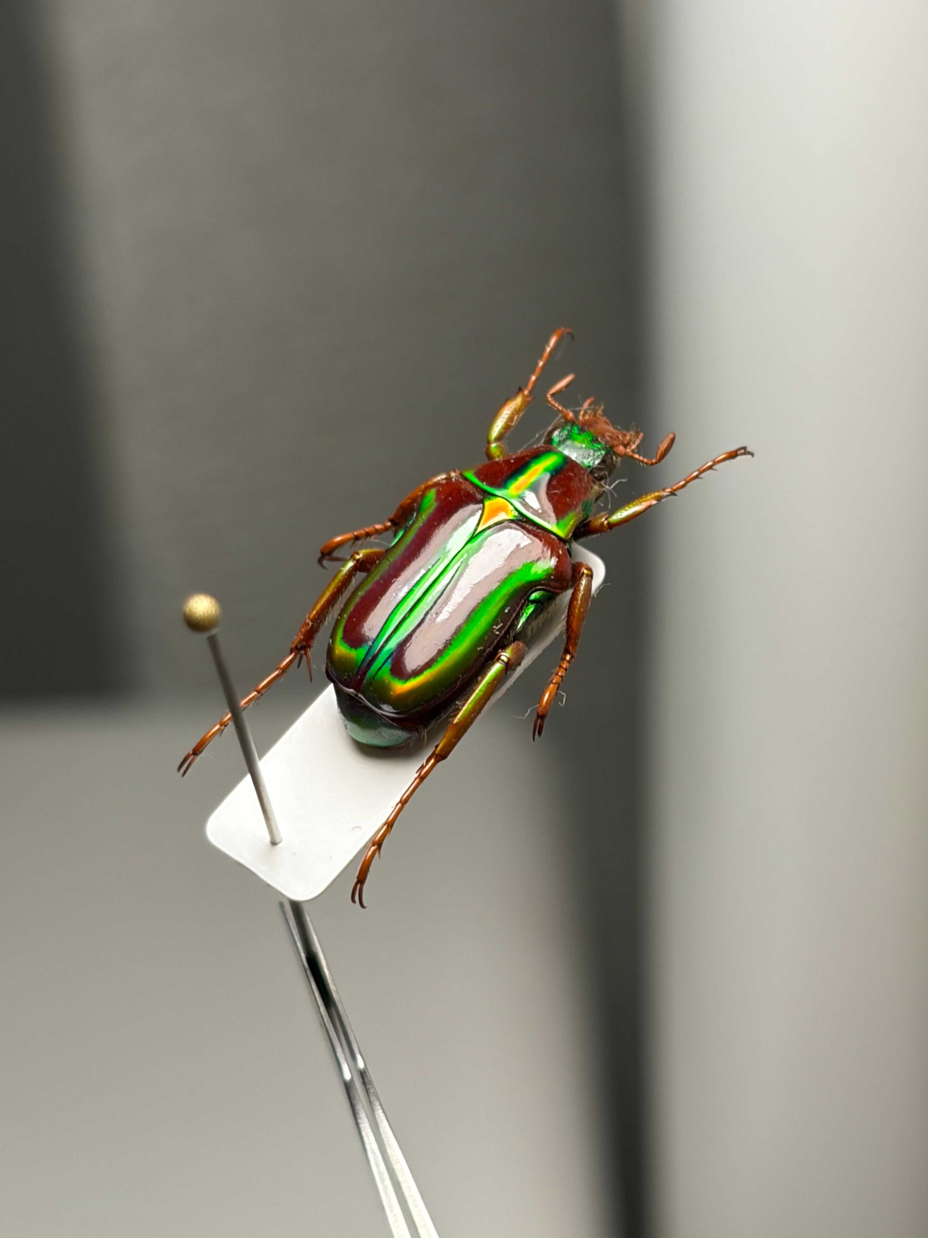 16mm】マダガスカル固有のPygora lenociniaハナムグリ 標本ウグイス