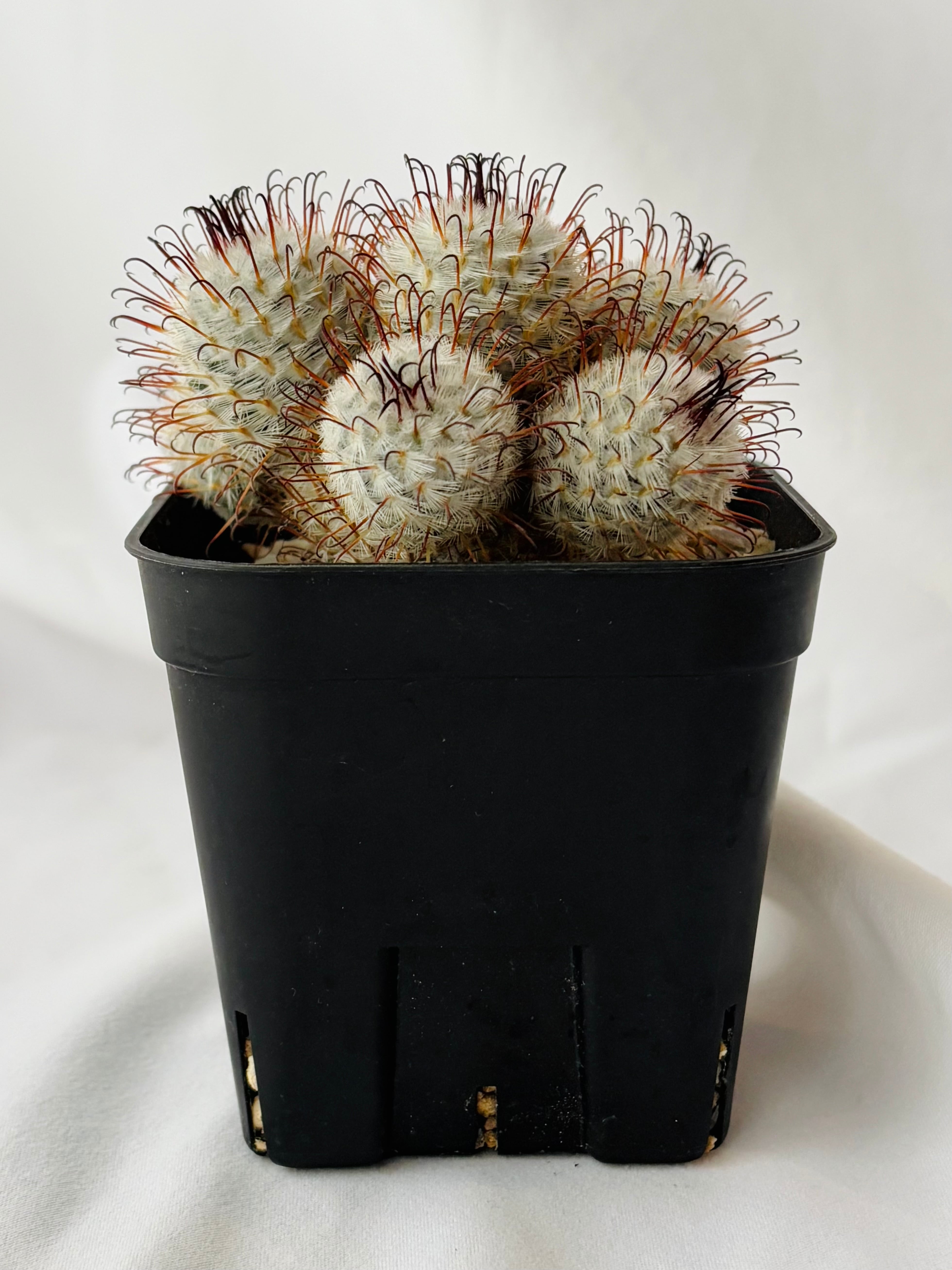Mammillaria perezdelarosae マミラリア ペレスデラロサエ サボテン