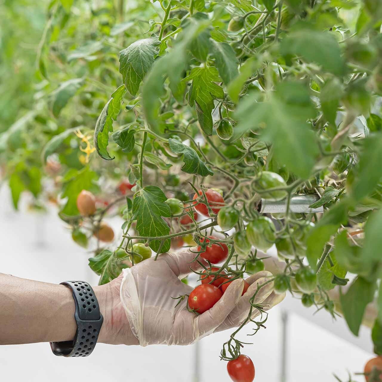 家庭用】シャイントマトたっぷり1kg（500g×2パック）岡山県津山産【水