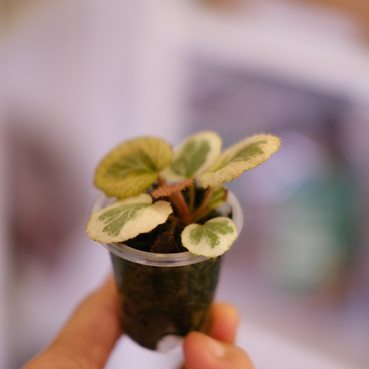 Saxifraga stolonifera Tricolor｜別名：ストロベリー ベゴニア｜観葉植物
