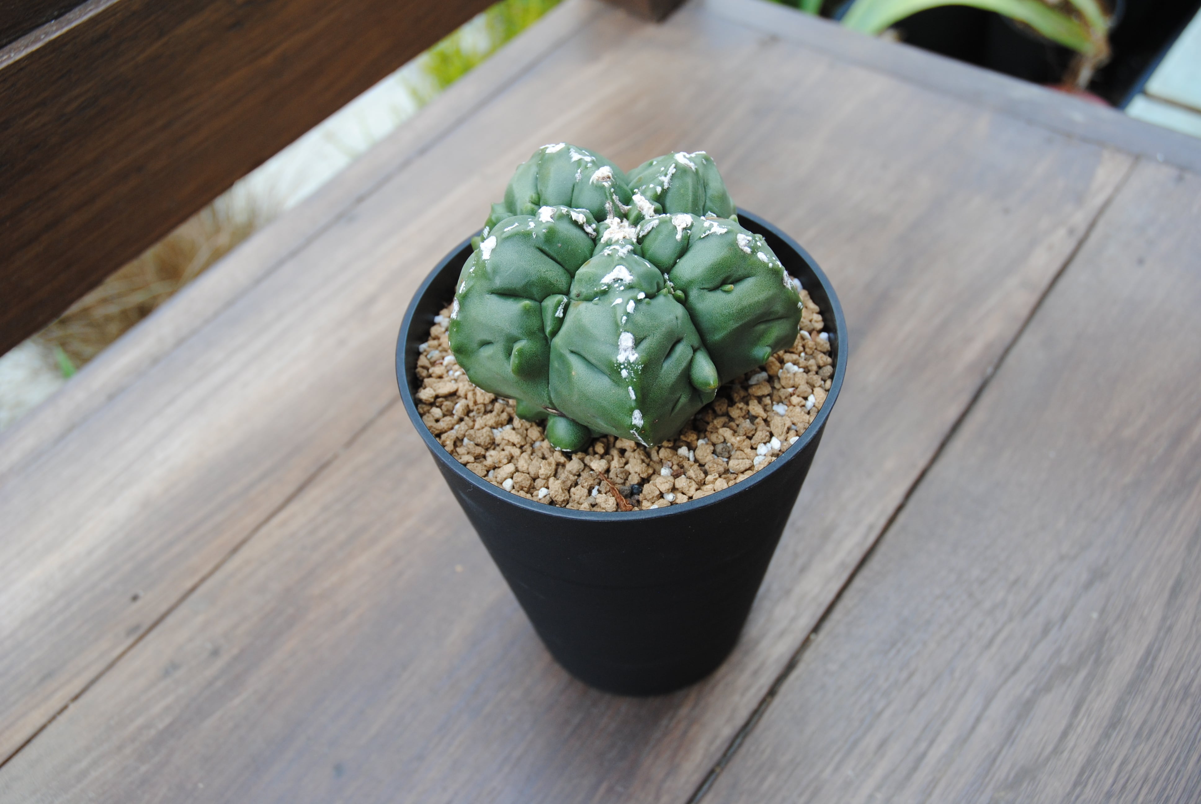紅葉亀甲ヘキラン 大株　美株　【全幅11cm】　アストロフィツム Astrophytum sp. アストロフィツム 亀甲ヘキラン サボテン | plants
