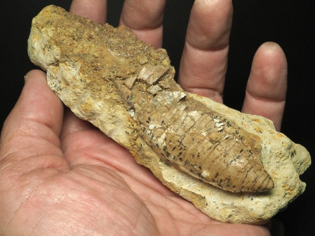 新産地！ジュラ紀？カルカロドントサウルスの歯【Carcharodontosaurus sp.】【221ｇ】モロッコ王国産/化石/牙/恐竜